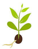 seed%20clipart