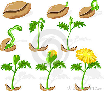 seed%20clipart