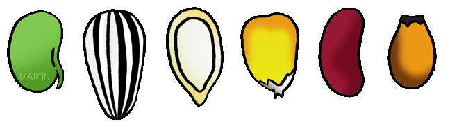 seed%20clipart