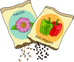 seed%20clipart