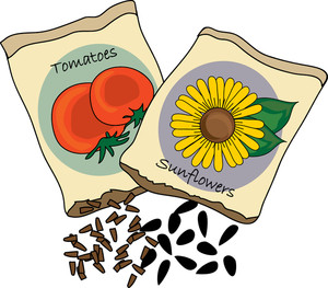 seed%20clipart