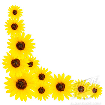 sunflower%20border%20design