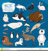 Arctic Hare Clipart Image