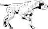 Walking Dalmation Clip Art