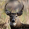 Buck Rack Clipart Image