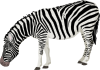 Zebra Clip Art