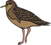 Sandpiper Clip Art