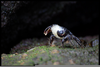 Crab Blowing Bubbles Image