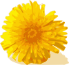 Dandelion Clip Art