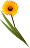 Gerbera Clip Art