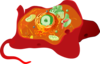 Animal Cell Clip Art