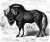 Angry Gnu Clip Art