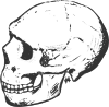 Skull Grayscale Clip Art