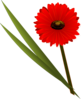 Red Gerbera Clip Art