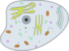 Animal Cell Clip Art