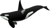 Orca Clip Art