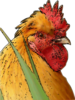 Rooster Clip Art