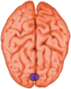 Brain Clip Art