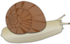 Snail Clip Art