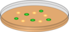 Orange Petri Dish With Mixed Cells Clip Art