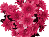 Pink Flowers Clip Art