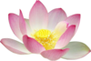 Lotus Flower Clip Art