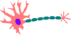 Healthy Neuron Clip Art