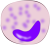 Monocyte Clip Art