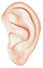 Left Ear, No Background Clip Art