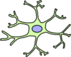 Astrocyte Clip Art