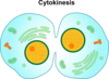 Cytokinesis Clip Art