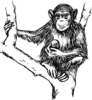 Grayscale Chimpanzee Clip Art