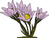 Anemone Patens 2 Clip Art