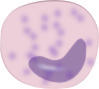 Monocyte Cell Clip Art