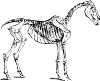 Horse Skeleton Clip Art