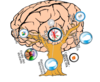 Brain Clip Art