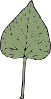 Ivy Leaf Clip Art