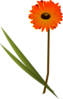 Orange Gerbera Clip Art