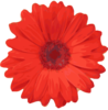 Blurred Red Gerbera Clip Art