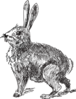 Rabbit Drawing Clip Art