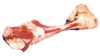 Bone Transparent Image