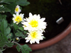 White Daisy Image