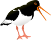 Oyster Catcher Bird Clip Art