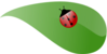 Lady Bug On Leaf Clip Art