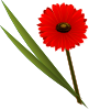 Gerbera Clip Art