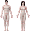 Human-body-final Clip Art