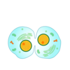 Cytokinesis Clip Art