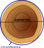 Circumference Of Tree Clip Art