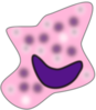 Macrophage Clip Art