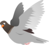 A Flying Pigeon Clip Art